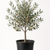 Arbequina Olive Tree Arbequina Olive Tree