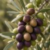 Arbequina Olives Arbequina Olive Tree
