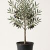 Mission Olive Tree