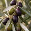 Mission Olive Tree