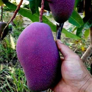 Purple Mango (Nam Dok Mai Si Mueng) Purple Mango (Nam Dok Mai Si Mueng)