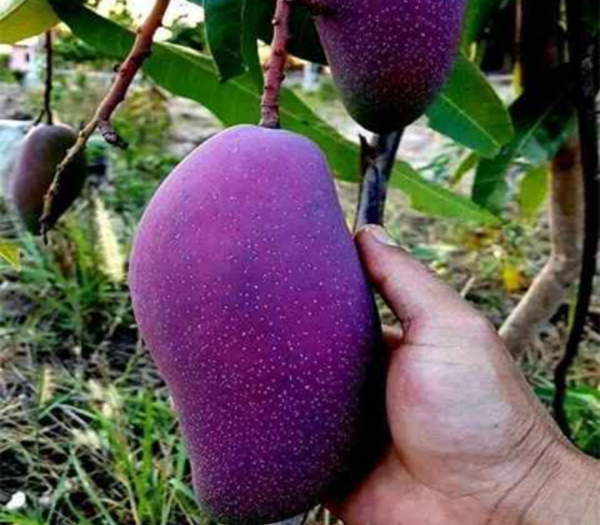 Purple Mango (Nam Dok Mai Si Mueng)