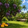 Purple Mango (Nam Dok Mai Si Mueng)